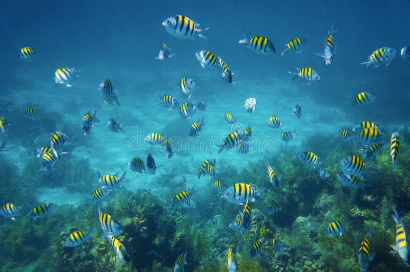 School of sergeant major fish in the Caribbean sea