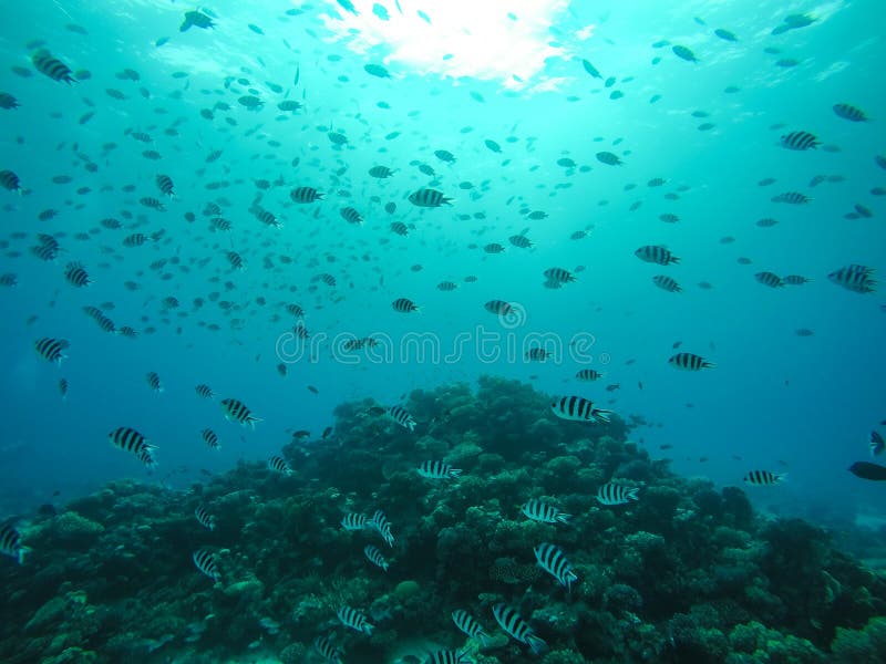 School of Sergeant Major fish Swimming in around Coral Reef in Egypt