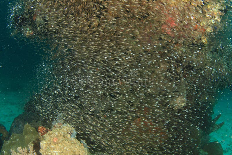 School of small fish around corral