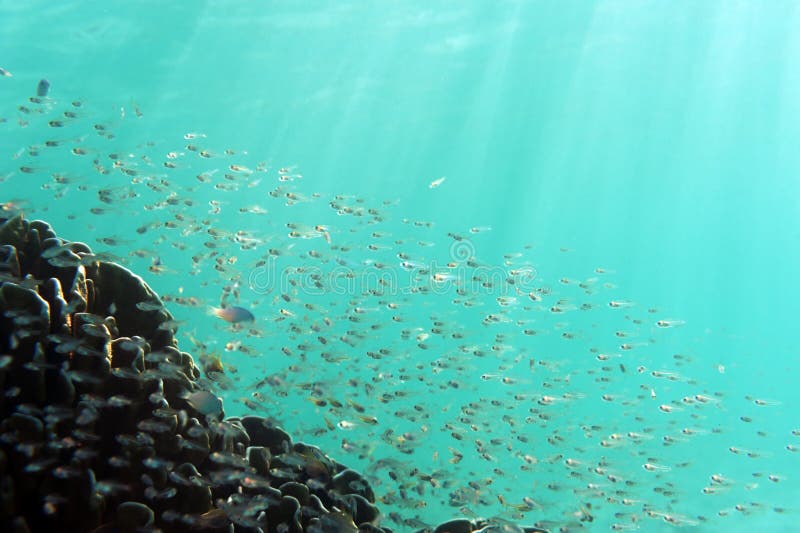 School Of Small Tropical Fish On Coral Reef. Stock Image - Image of ...