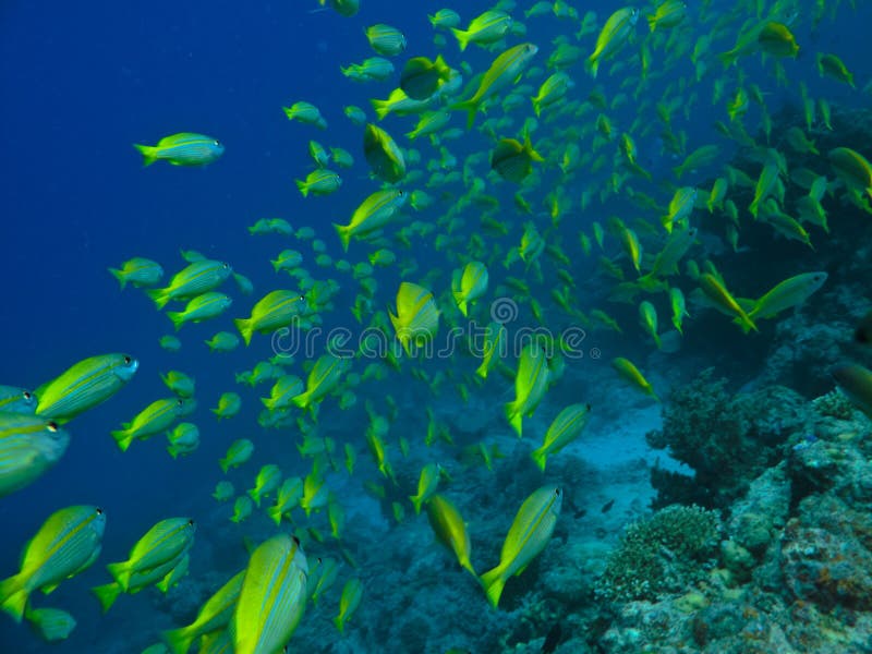 739 Bait Ball Fish Stock Photos - Free & Royalty-Free Stock Photos from  Dreamstime