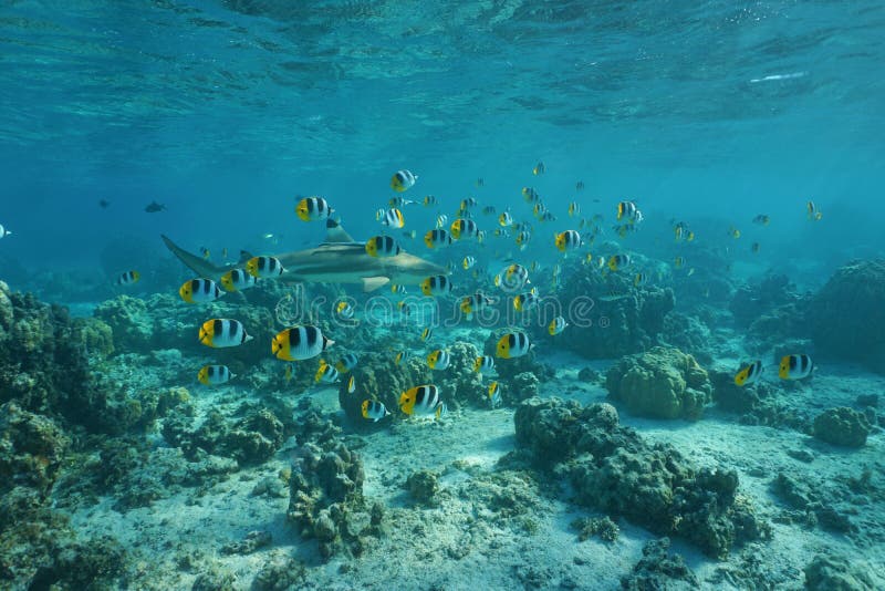 School of Tropical Fish - South Pacific Ocean Stock Photo - Image of ...