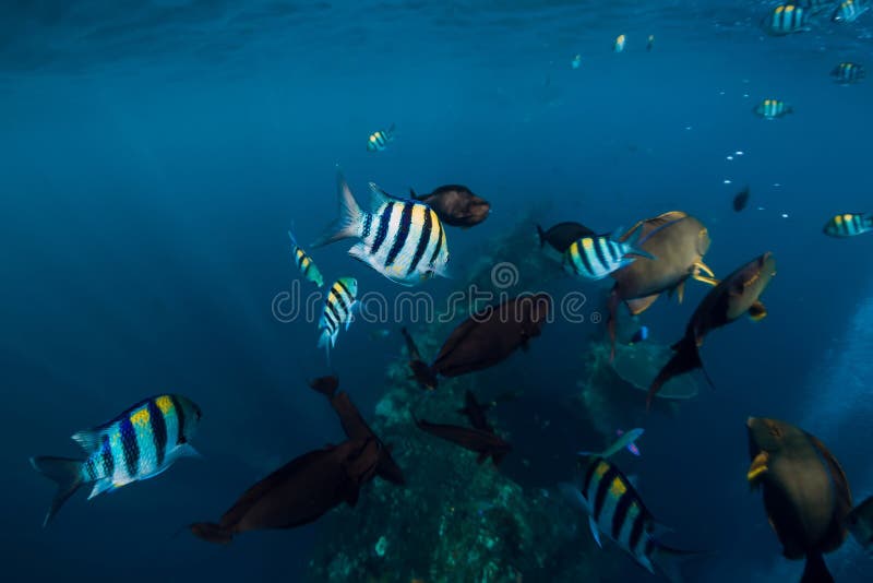 School of Tropical Fish in Blue Ocean. Underwater Sea World with Fish ...
