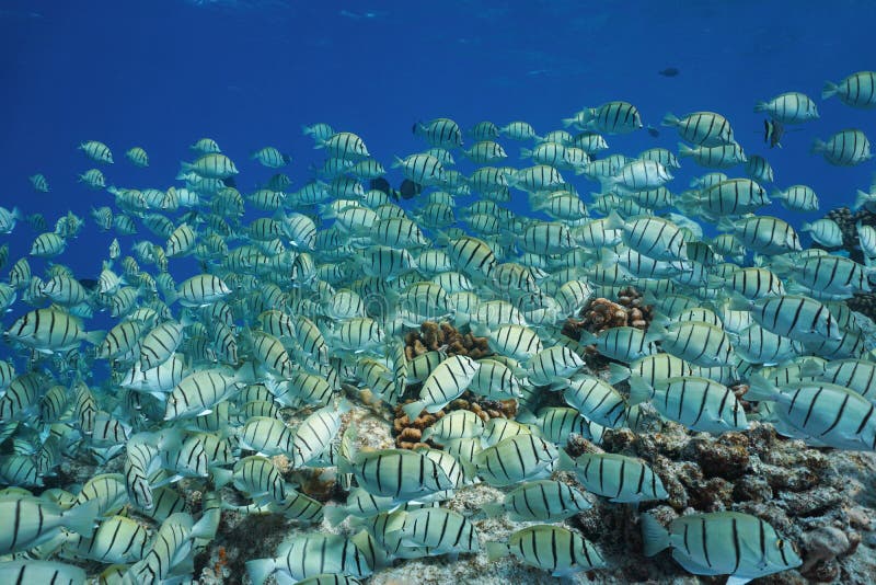 School of tropical fish underwater Pacific ocean