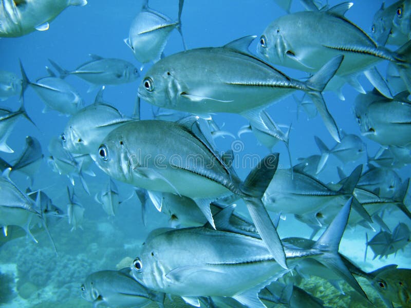 Veľký školy striebra tuniaka plávanie nad tropickými koralový útes na potápanie dobrodružstvo.