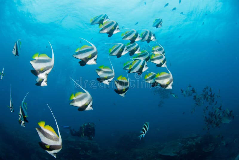 A School of White and Black Striped Fish Stock Photo - Image of ...