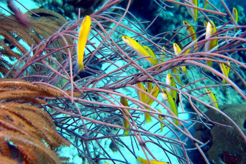 School of yellow juvenile Bluehead wrasse around and in coral. High quality photo