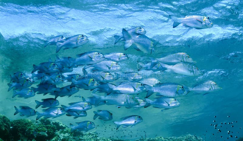 Schooling fish
