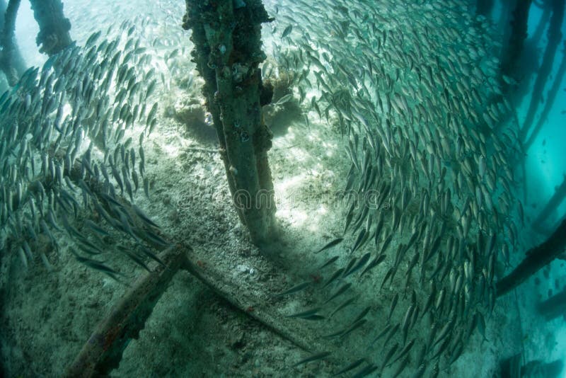 Schooling Fish Below Pier