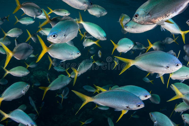 Schooling Fish in Palau`s Lagoon