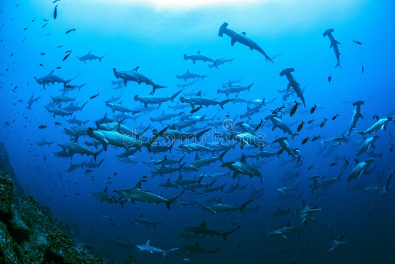 Schooling Scalloped Hammerhead Sharks, Darwin Arch, Galapagos