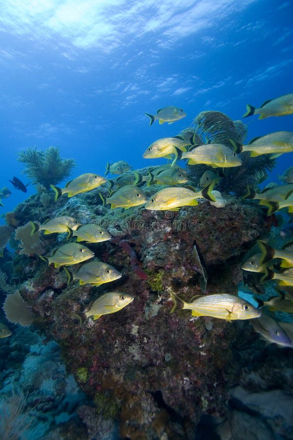 Schooling Tropical Fish Key Largo Stock Image Image of largo, diving