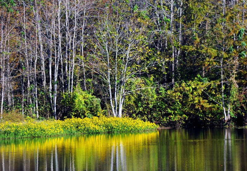 North Louisiana slough shows beauty in its wildflowers which are reflected in the still surface of the water. North Louisiana slough shows beauty in its wildflowers which are reflected in the still surface of the water.