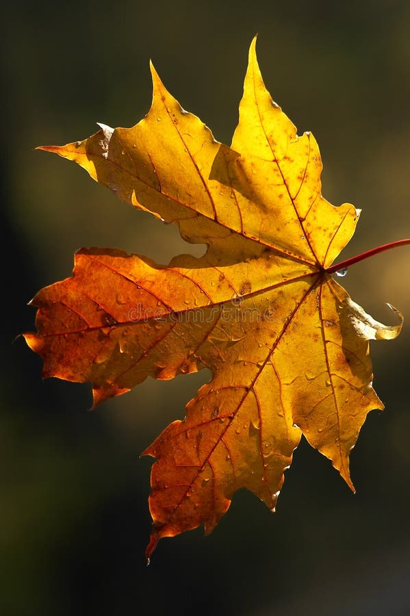 Schoonheid van de herfstvormen royalty-vrije stock afbeelding Schoonheid van de herfstvormen royalty-vrije stock afbeelding