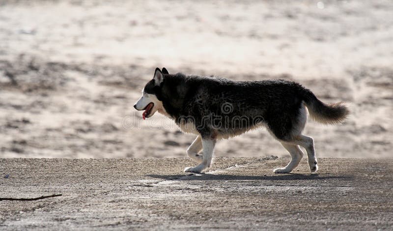 Husky dog in the beach. Husky dog in the beach