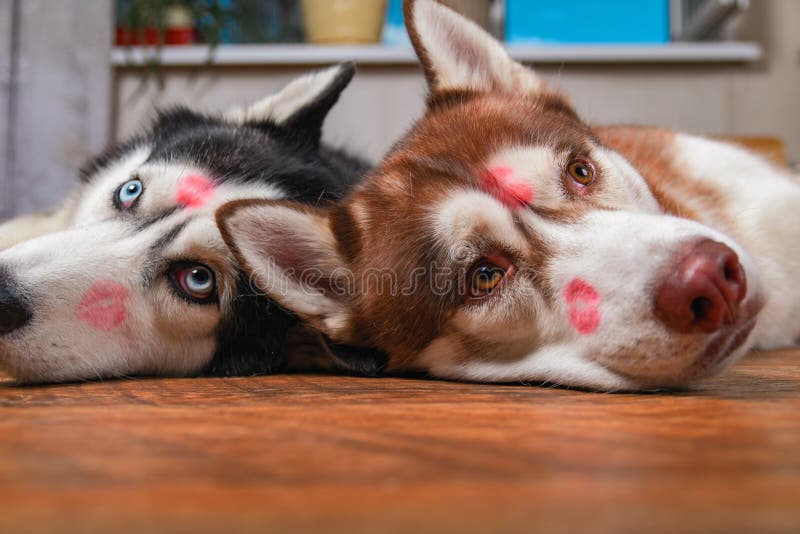 Husky dogs with red lipstick marks kiss on his heads. Siberian husky lying on the floor. Concept of love, tenderness and pampered cute pet. Husky dogs with red lipstick marks kiss on his heads. Siberian husky lying on the floor. Concept of love, tenderness and pampered cute pet.