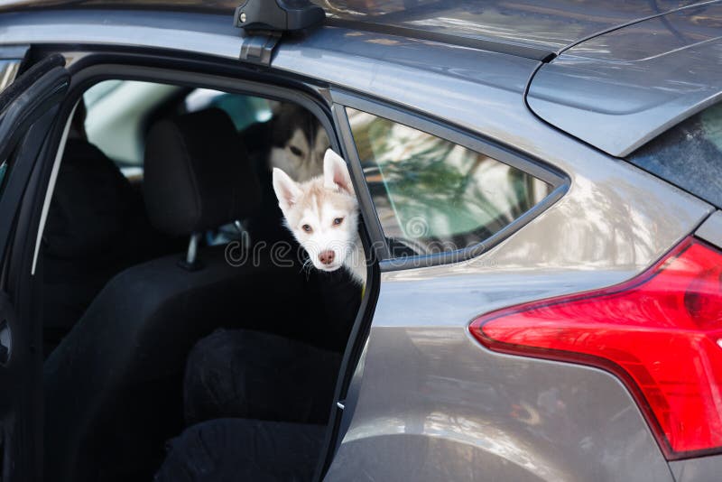 Schor puppy in de auto