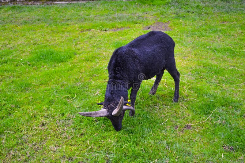 Schotse ramsgeit, schapen die in een groen gras in Aberfoy weiden royalty-vrije stock fotografie Schotse ramsgeit, schapen die in een groen gras in Aberfoy weiden royalty-vrije stock fotografie
