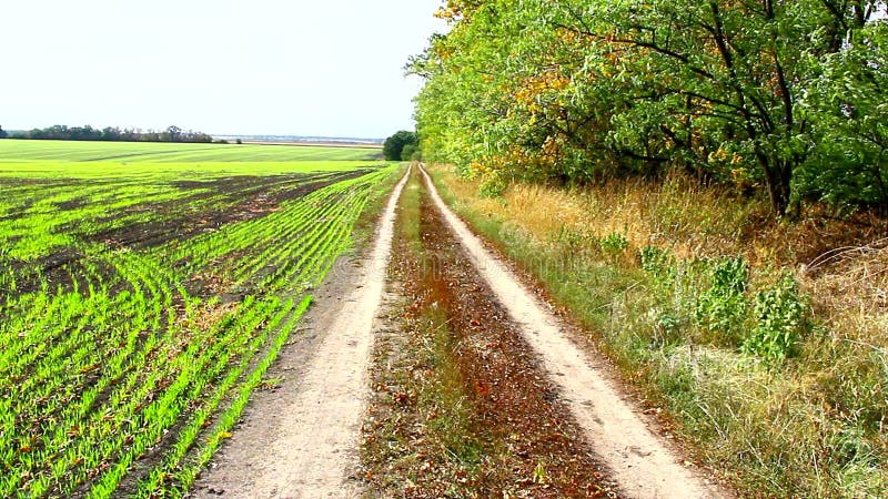 Schotterweg in der Nähe eines Waldgürtel und einem vordefinierten Winterweizenfeld