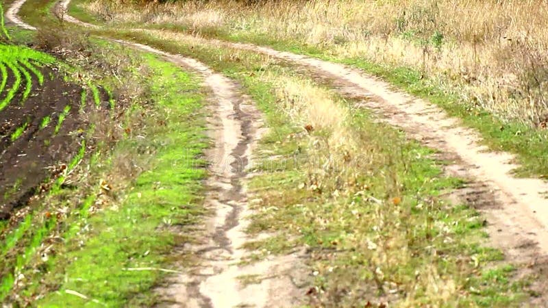 Schotterweg in der Nähe eines Waldgürtel und einem vordefinierten Winterweizenfeld