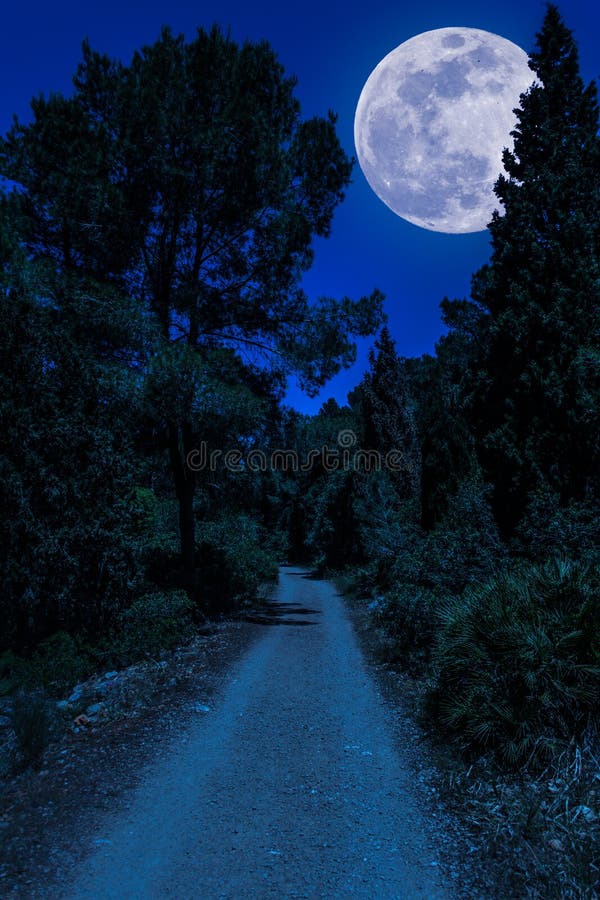 Schotterweg im Wald mit Supermond stockbilder Schotterweg im Wald mit Supermond stockbilder