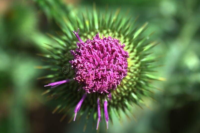 Schottische Distel lizenzfreie stockbilder Schottische Distel lizenzfreie stockbilder