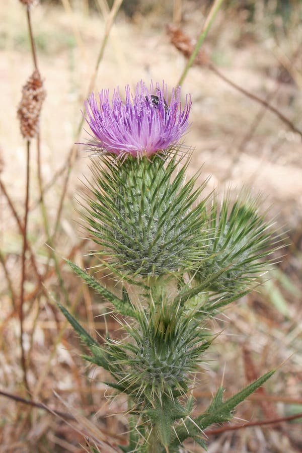 Schottische Distel, das Symbol von Schottland lizenzfreie stockfotos Schottische Distel, das Symbol von Schottland lizenzfreie stockfotos