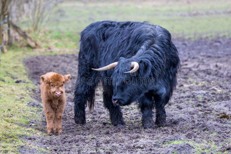Schottische Hochländerkuh der schwarzen Mutter, die nahe braunes Kalb steht stockbilder Schottische Hochländerkuh der schwarzen Mutter, die nahe braunes Kalb steht stockbilder