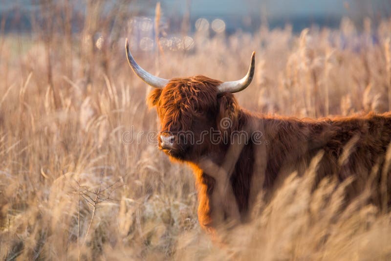 Schottische Hochländerkuh, die auf dem Reedgebiet steht lizenzfreie stockfotos Schottische Hochländerkuh, die auf dem Reedgebiet steht lizenzfreie stockfotos