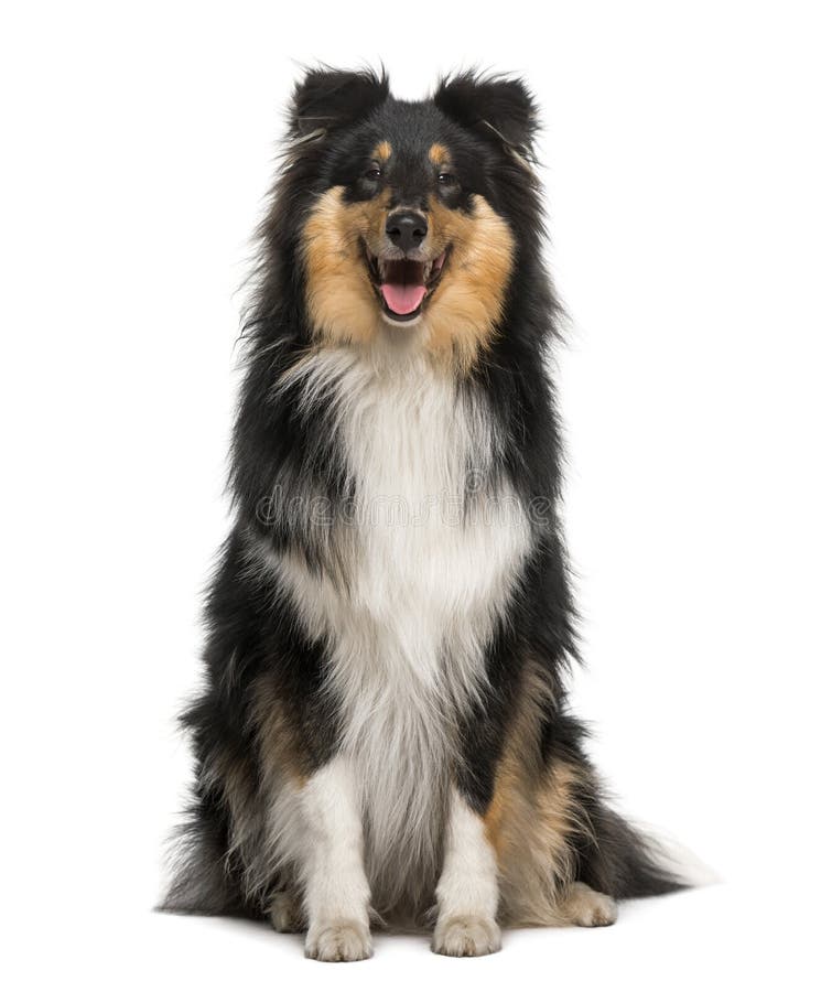 Schottischer Collie (8 Monate Alte) Stockfoto Bild von inländisch
