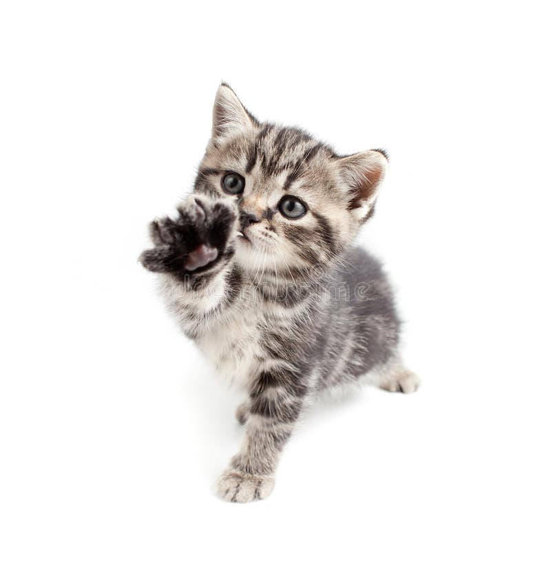 Scottish or british gray kitten with paw. Scottish or british gray kitten with paw