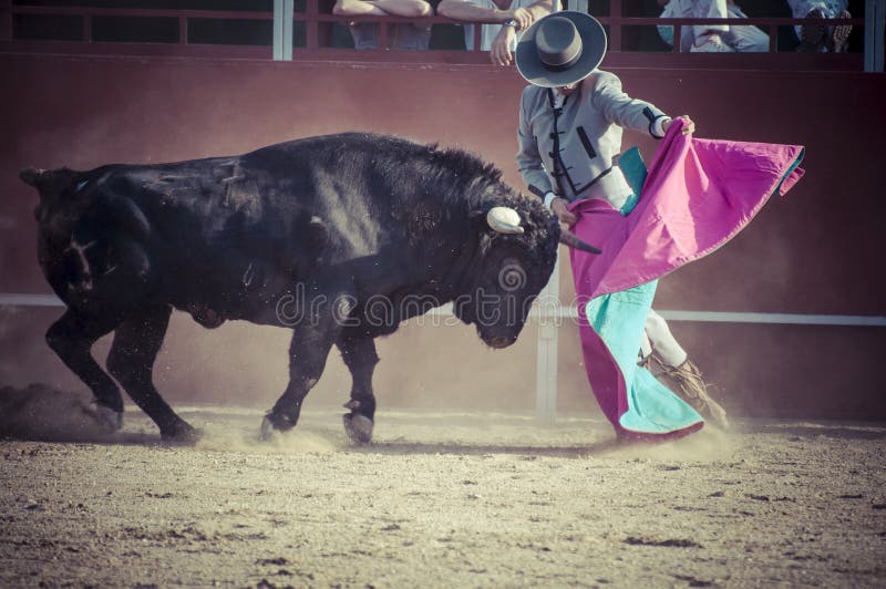 Fighting bull picture from Spain. Black bull,strong. Fighting bull picture from Spain. Black bull,strong