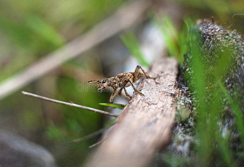 Schreckliches Insekt des Käfers lizenzfreie stockfotos