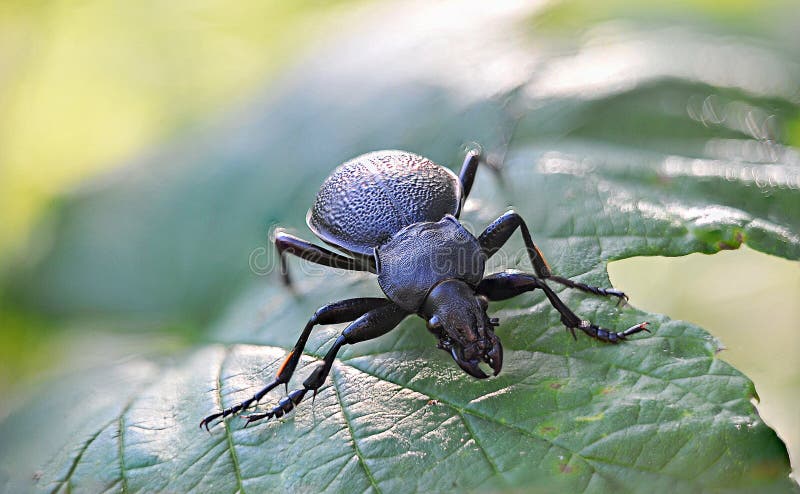 Schreckliches Insekt des Käfers lizenzfreies stockbild