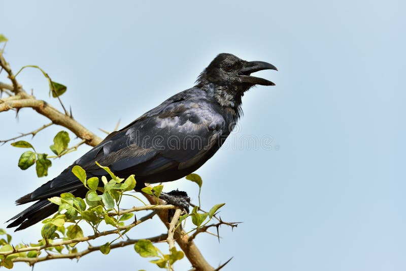 Schreiende Krähe Die indische Dschungelkrähe lizenzfreies stockbild Schreiende Krähe Die indische Dschungelkrähe lizenzfreies stockbild