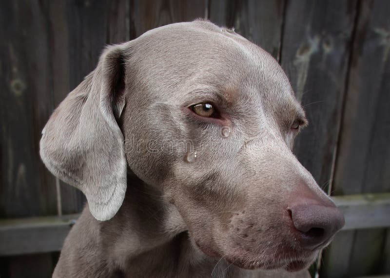 Perineal Hernie durch Hund stockbild. Bild von tabelle 45958997