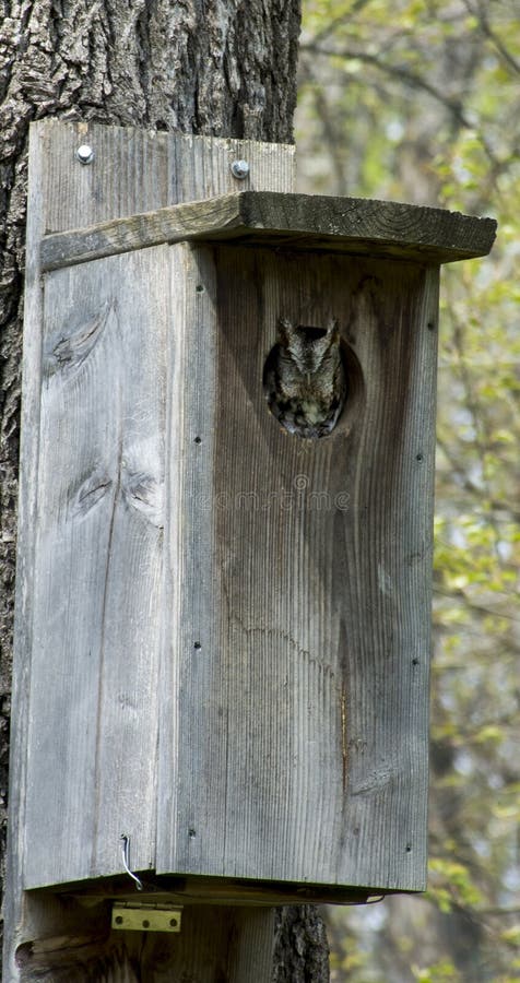 A screech owl peeks out of a hole in a box it has nested in, at the edge of the woods in central Ohio near the Hocking Hills area at Rock Bridge Nature Preserve. A screech owl peeks out of a hole in a box it has nested in, at the edge of the woods in central Ohio near the Hocking Hills area at Rock Bridge Nature Preserve.