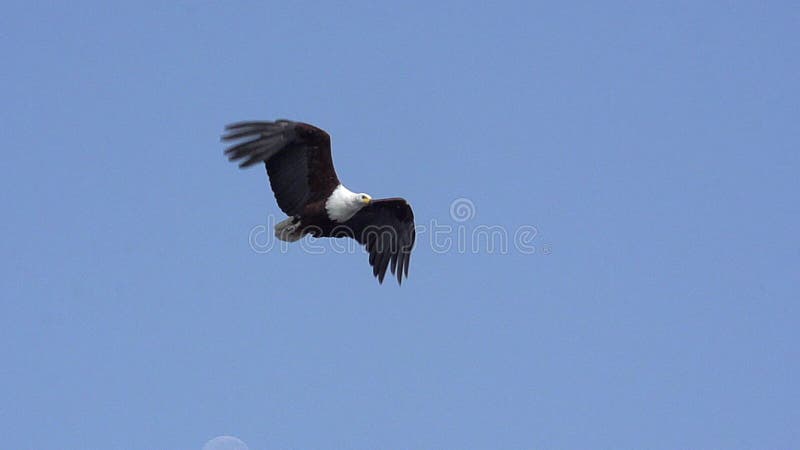 Schreiseeadler, Haliaeetus vocifer, Erwachsener im Flug, Chobe-Fluss, Okavango-Delta in Botswana