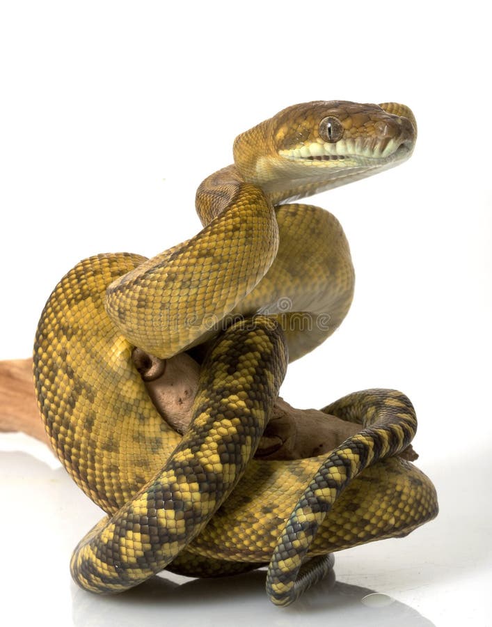 Scrub Python (Morelia amethistina) geïsoleerd op witte achtergrond.