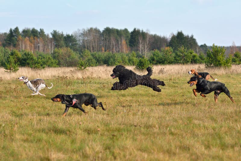 Group of dogs running across the autumn field during on a coursing training. Group of dogs running across the autumn field during on a coursing training