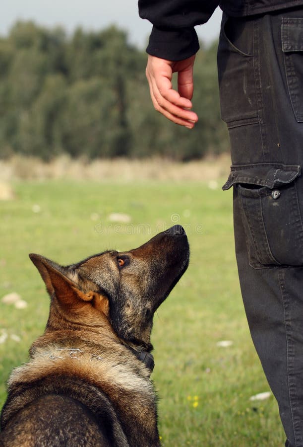 Schutzhund Obedience Dumbbells Dog Training Stock Image Image of