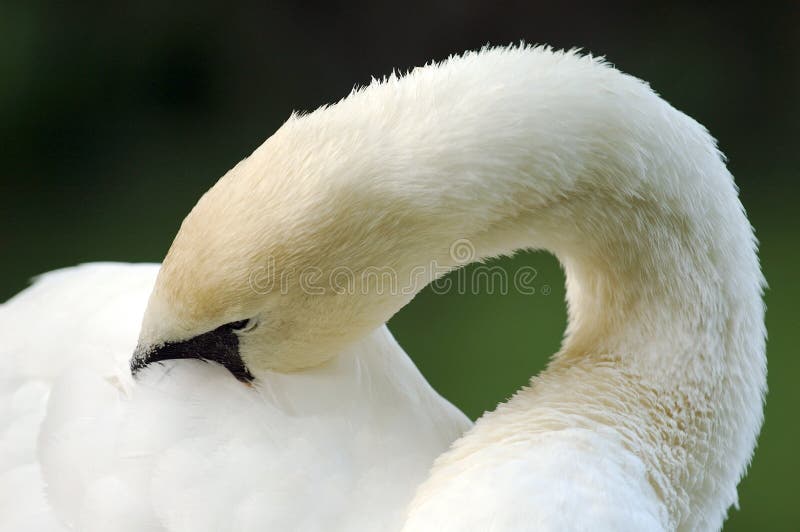 A swan hiding his face in plumage. A swan hiding his face in plumage