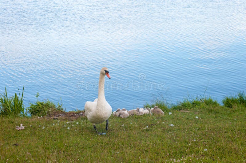 Schw?ne sind V?gel des Familie Anatidae innerhalb der Klasse Cygnus Die Schwanengen verwandter schlie?en G?nse und Enten mit ein lizenzfreies stockfoto Schw?ne sind V?gel des Familie Anatidae innerhalb der Klasse Cygnus Die Schwanengen verwandter schlie?en G?nse und Enten mit ein lizenzfreies stockfoto