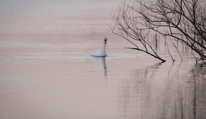 Schwan auf rosa Wasser lizenzfreie stockfotos Schwan auf rosa Wasser lizenzfreie stockfotos