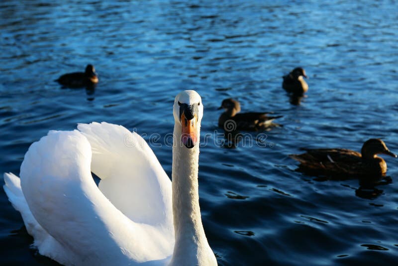 Schwan, der die Kamera betrachtet lizenzfreies stockfoto Schwan, der die Kamera betrachtet lizenzfreies stockfoto