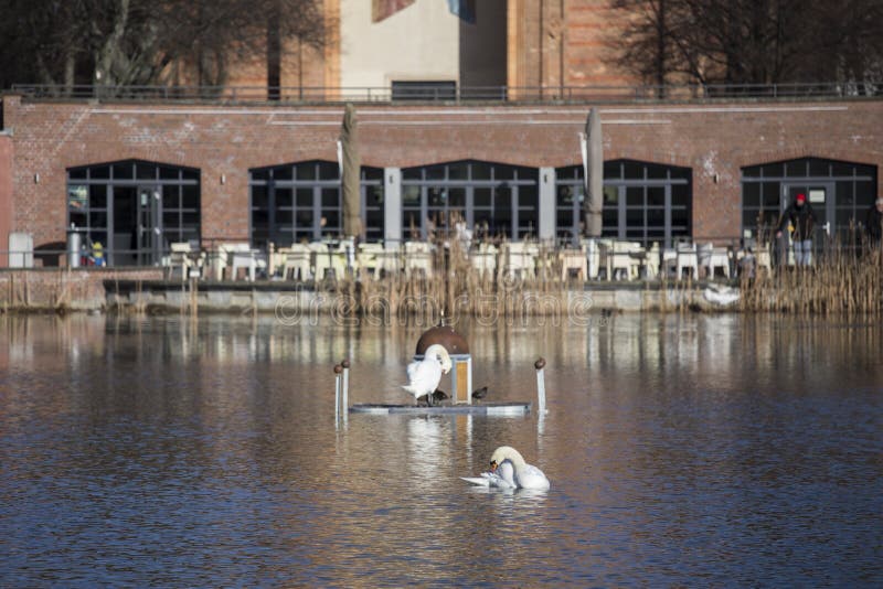 Schwan Im Engelbecken Teich Berlin Deutschland Stockbild Bild von