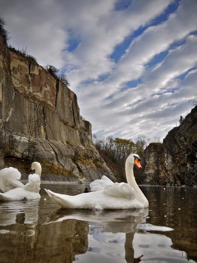 Schwan-wild lebende Tiere stockfoto Schwan-wild lebende Tiere stockfoto