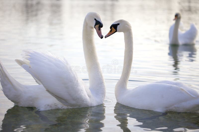 Zwei Schwäne Auf Einem Hintergrund Des Wassers Liebe Von Schwänen