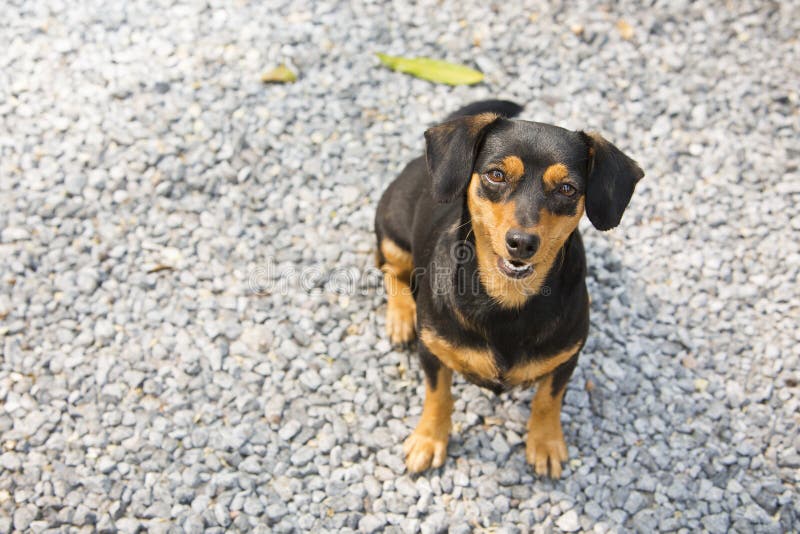 Schwarzer Und Brauner Hund (Dachshund) Ein Stockfoto Bild von reizend