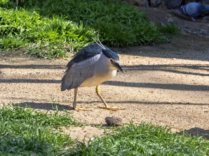 Schwarz-gekrönter Nachtreiher, Nycticorax Nycticorax, fischen größtenteils nachts stockfotos Schwarz-gekrönter Nachtreiher, Nycticorax Nycticorax, fischen größtenteils nachts stockfotos